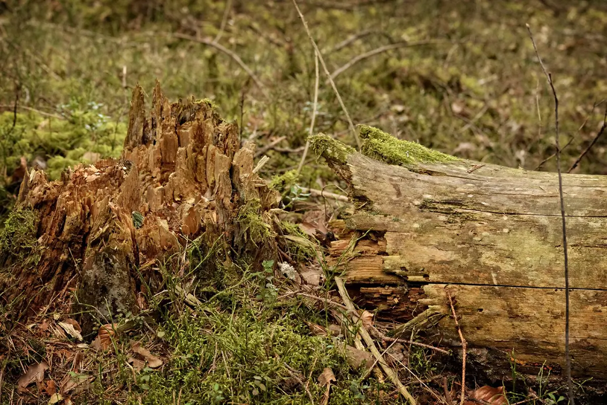 Fallen Trees